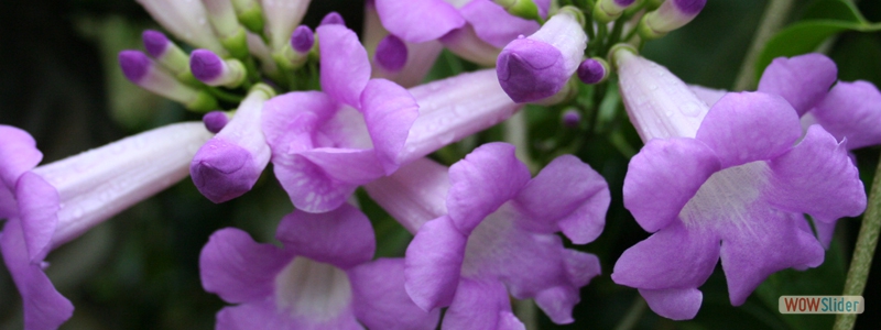 flowering plants in kerala with names