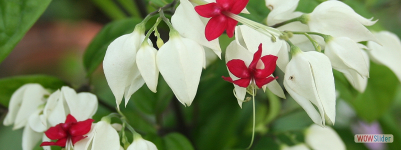 flowering plants in kerala with names